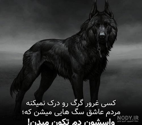 عکس گرگ برای تصویر زمینه عکس گرگ برای تصویر زمینه