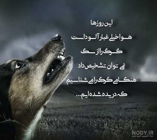 عکس گرگ وحشی عکس گرگ وحشی