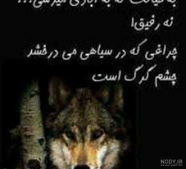عکس گرگ وحشی سیاه عکس گرگ وحشی سیاه