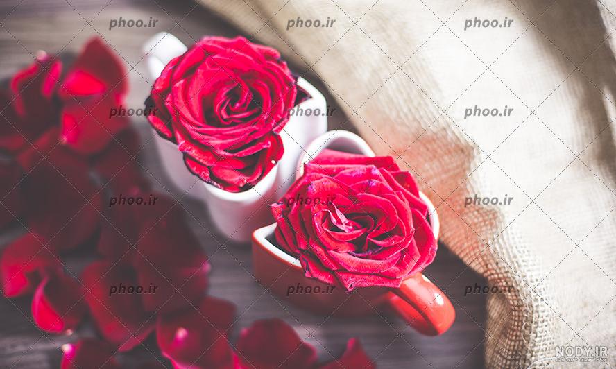 عکس گل رز قرمز و آبی