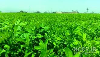 عکس یونجه تازه