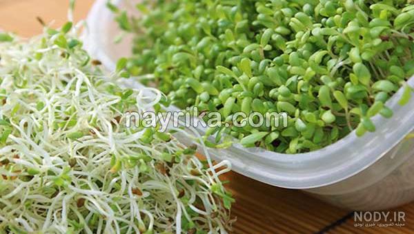 عکس یونجه خشک