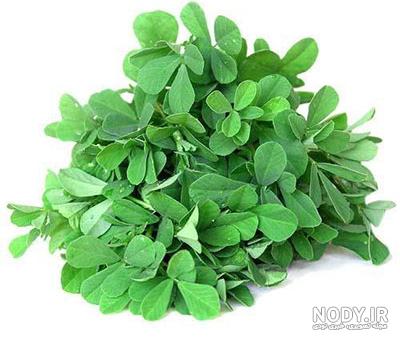 عکس یونجه سبز