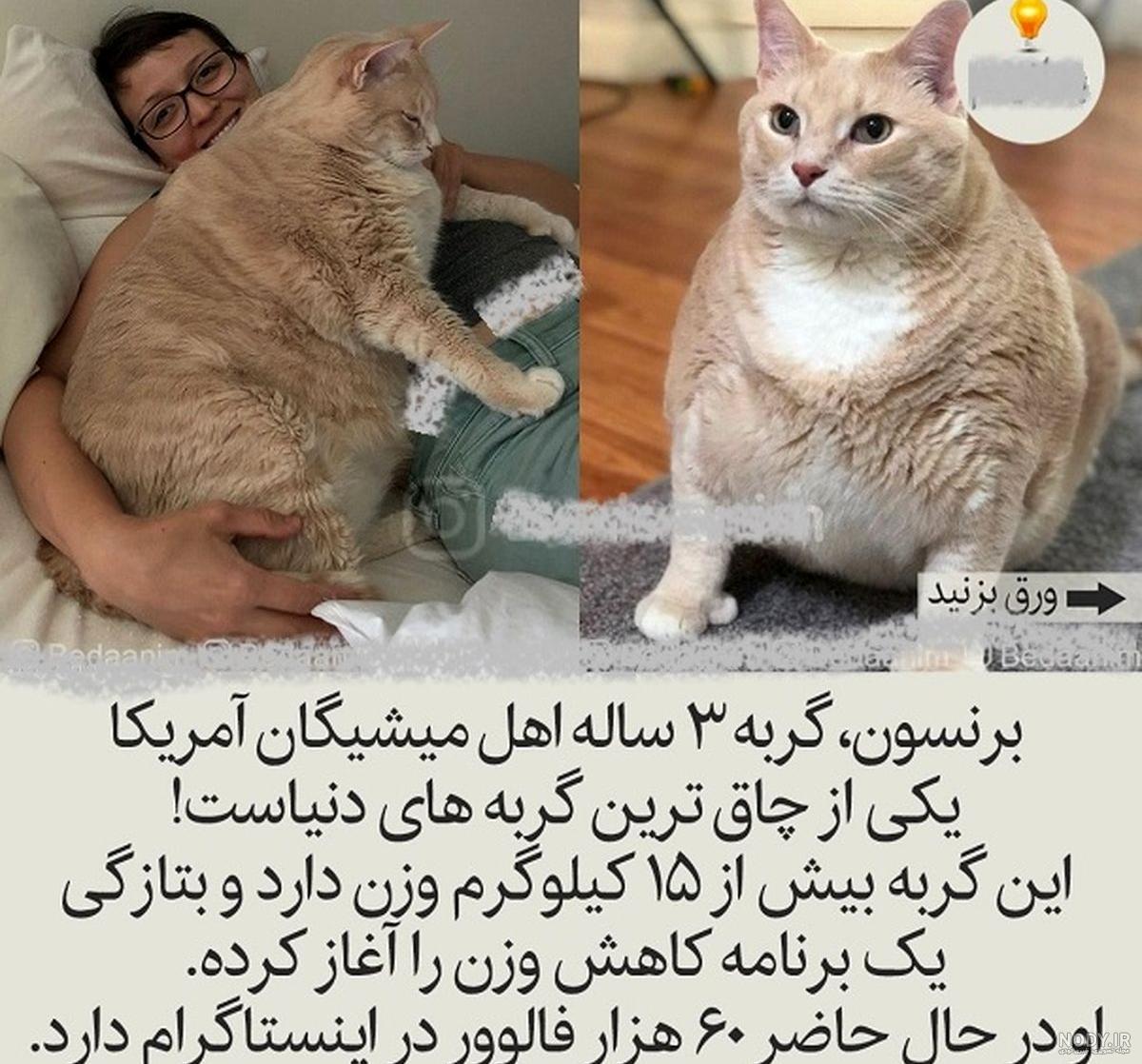 عکسهای گربه عروسکی عکسهای گربه عروسکی