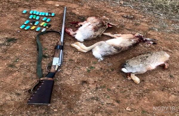 فواید خرگوش برای انسان