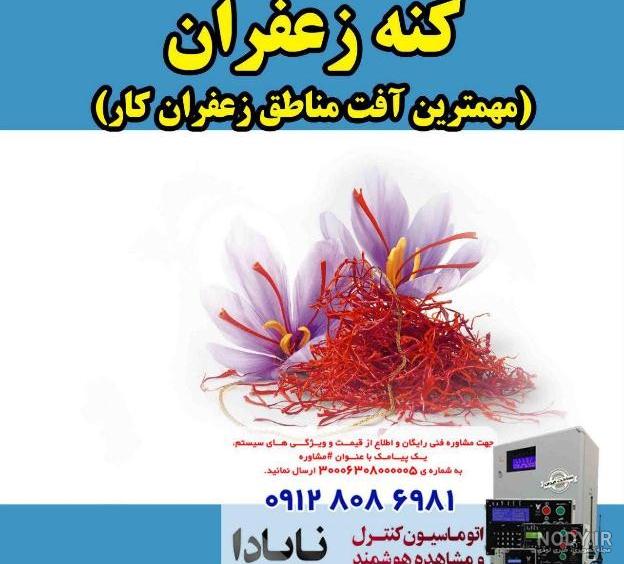 قارچ پیاز زعفران قارچ پیاز زعفران