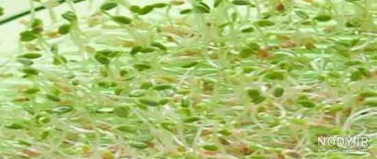 قرص یونجه برای چاقی قرص یونجه برای چاقی