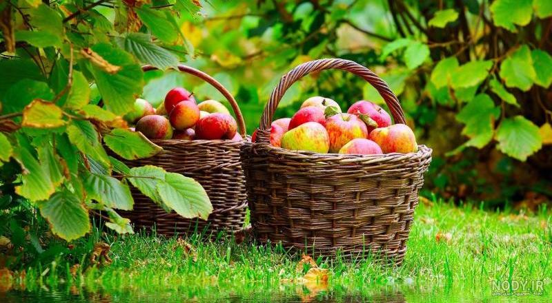 قشنگترین عکس طبیعت قشنگترین عکس طبیعت