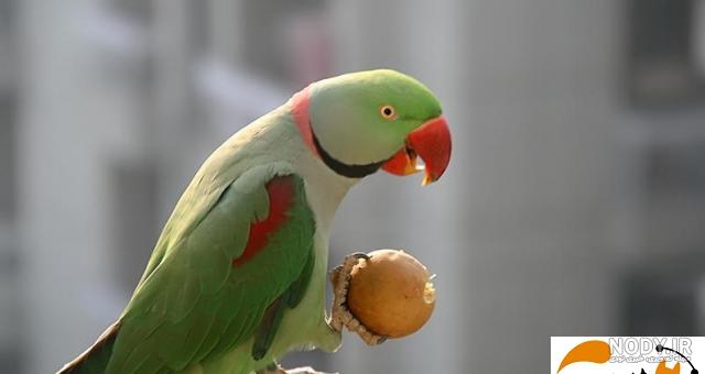 قیمت جوجه طوطی ملنگو آبی قیمت جوجه طوطی ملنگو آبی