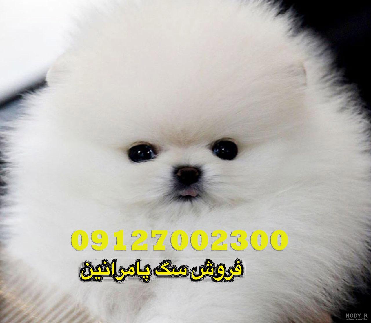 قیمت سگ جیبی پشمالو