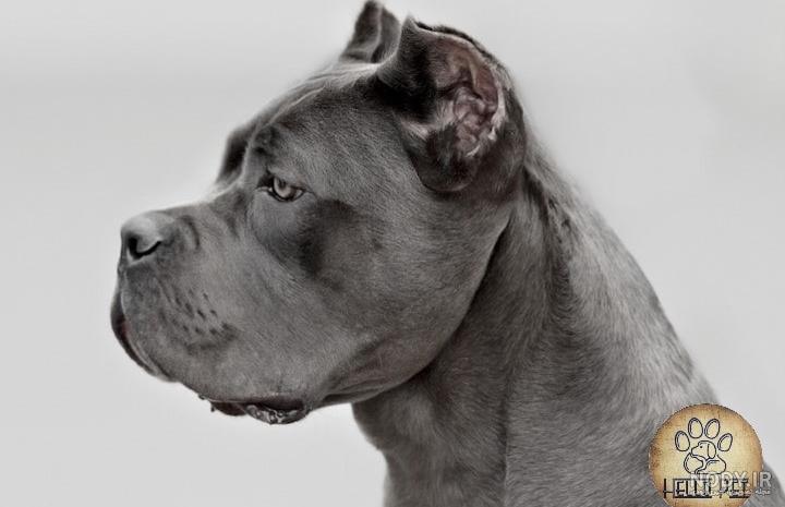 قیمت سگ پیت بول