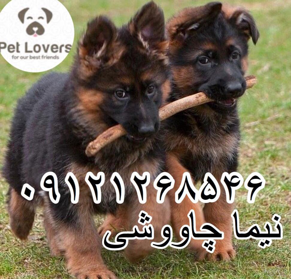 قیمت سگ ژرمن شپرد کلاس a قیمت سگ ژرمن شپرد کلاس a
