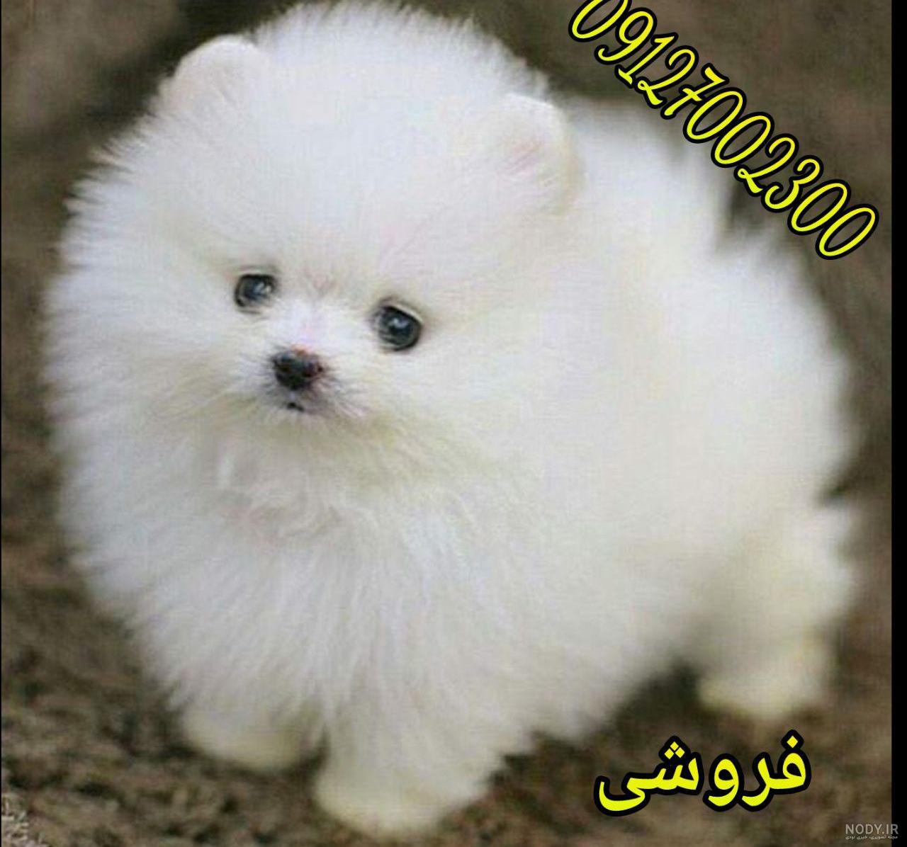 لیست قیمت سگ جیبی دیجی کالا