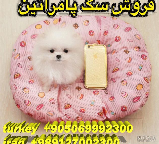 لیست قیمت سگ پاکوتاه