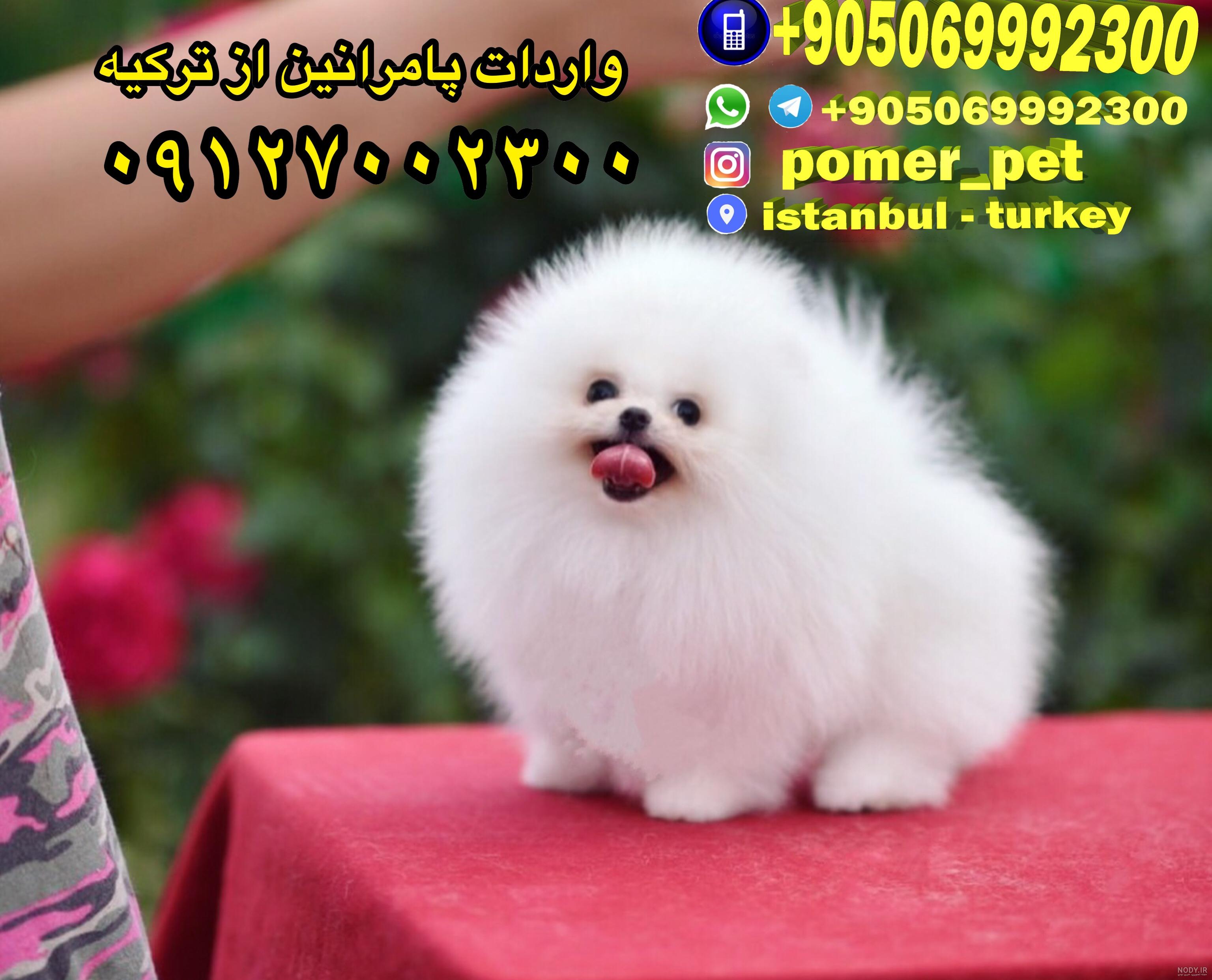 مجانی قیمت سگ جیبی ارزان
