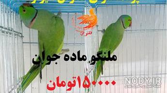 ملنگو نر ملنگو نر