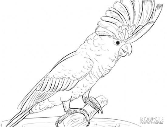 نقاشی عروس هلندی سفید