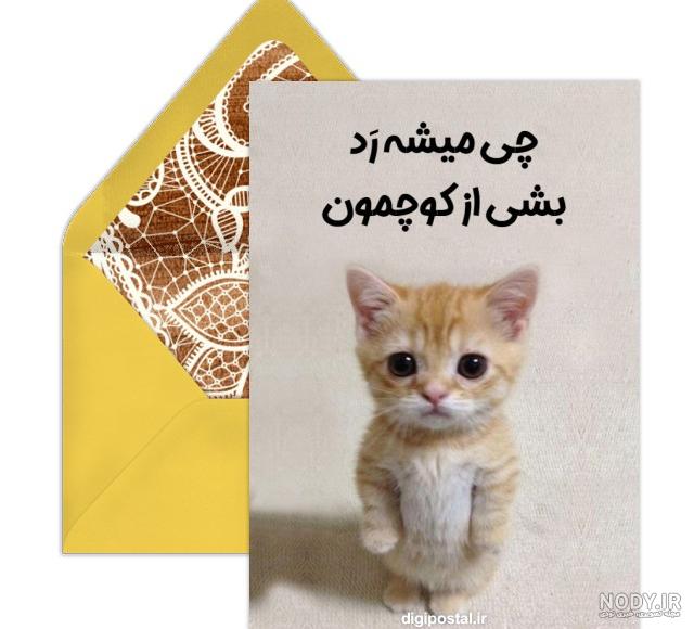 نژاد گربه نژاد گربه