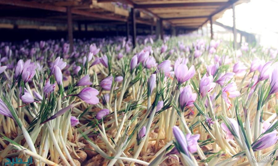 کنه زعفران کنه زعفران