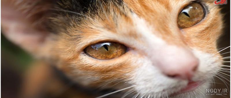 گربه چشم عسلی