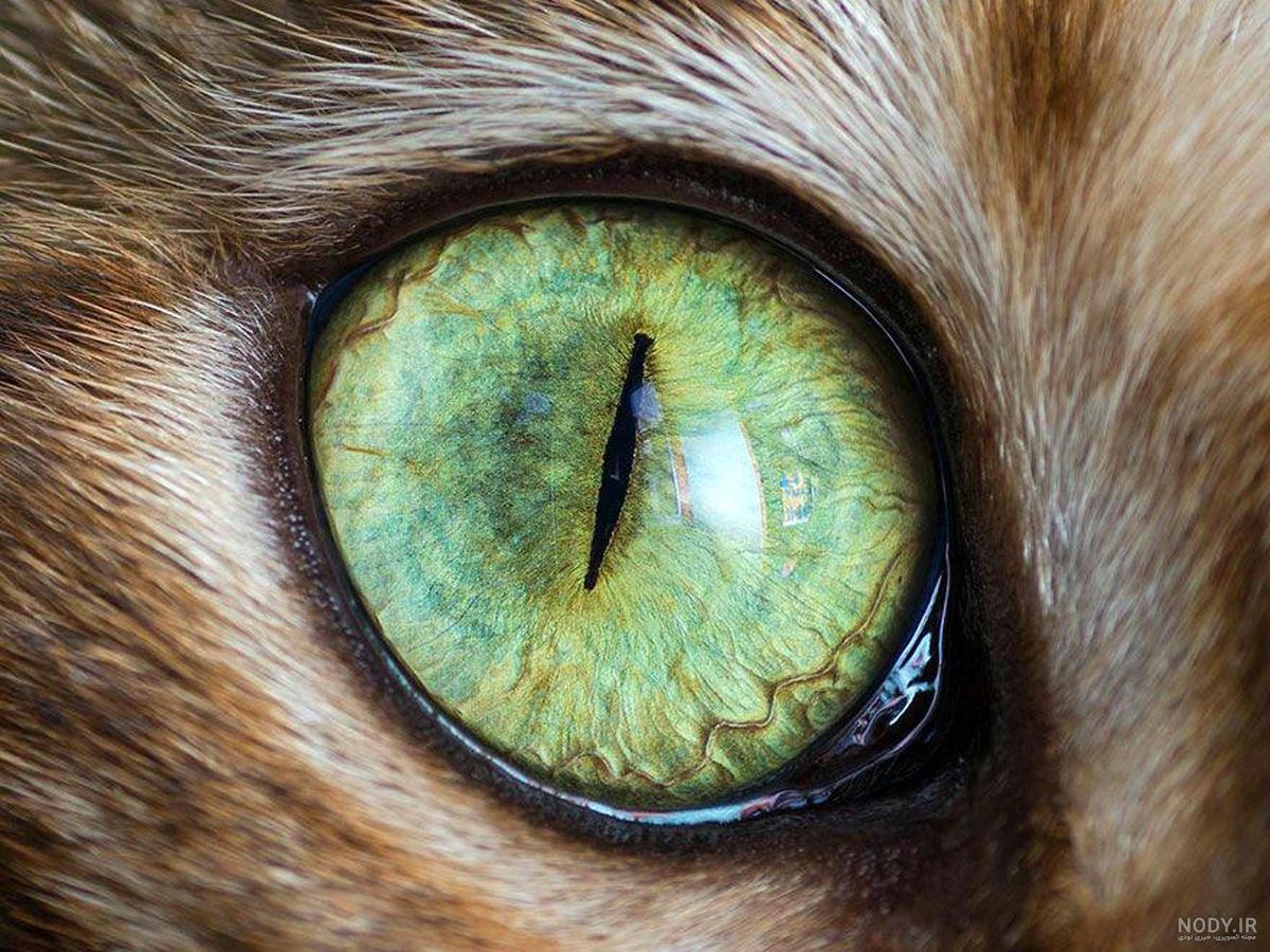 گربه چشم قهوه ای