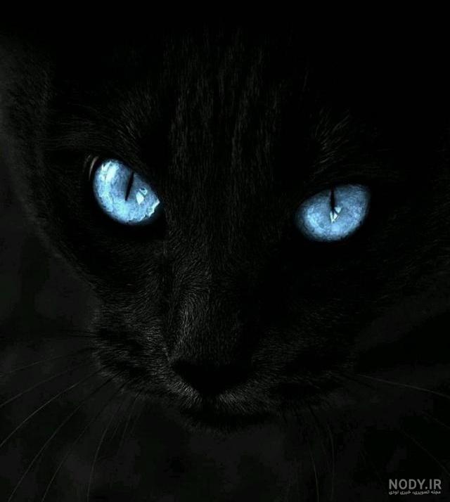  عکس گربه پرشین چشم آبی کوچولو