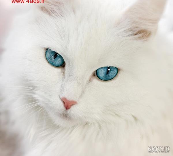  عکس گربه پرشین چشم آبی کوچولو