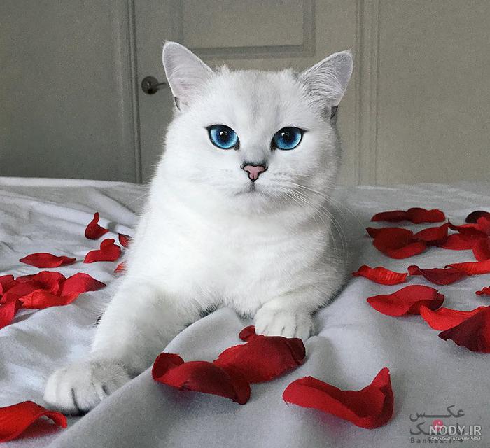  عکس گربه پرشین چشم آبی کوچولو
