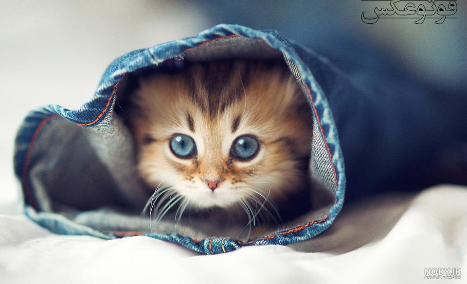  عکس گربه پرشین چشم آبی کوچولو