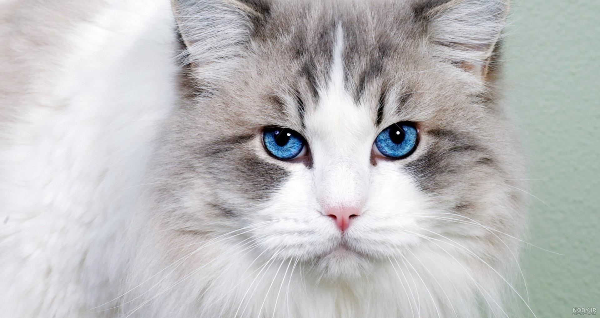  عکس گربه پرشین چشم آبی کوچولو