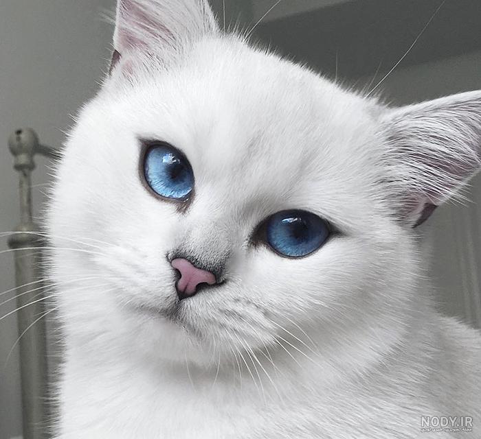  عکس گربه پرشین چشم آبی کوچولو