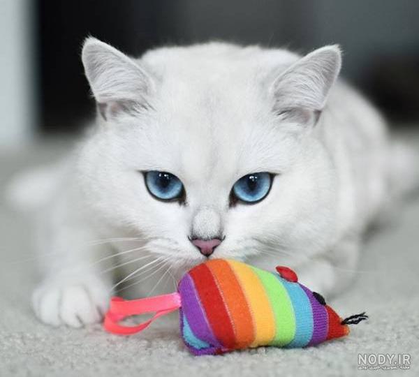  عکس گربه پرشین چشم آبی کوچولو