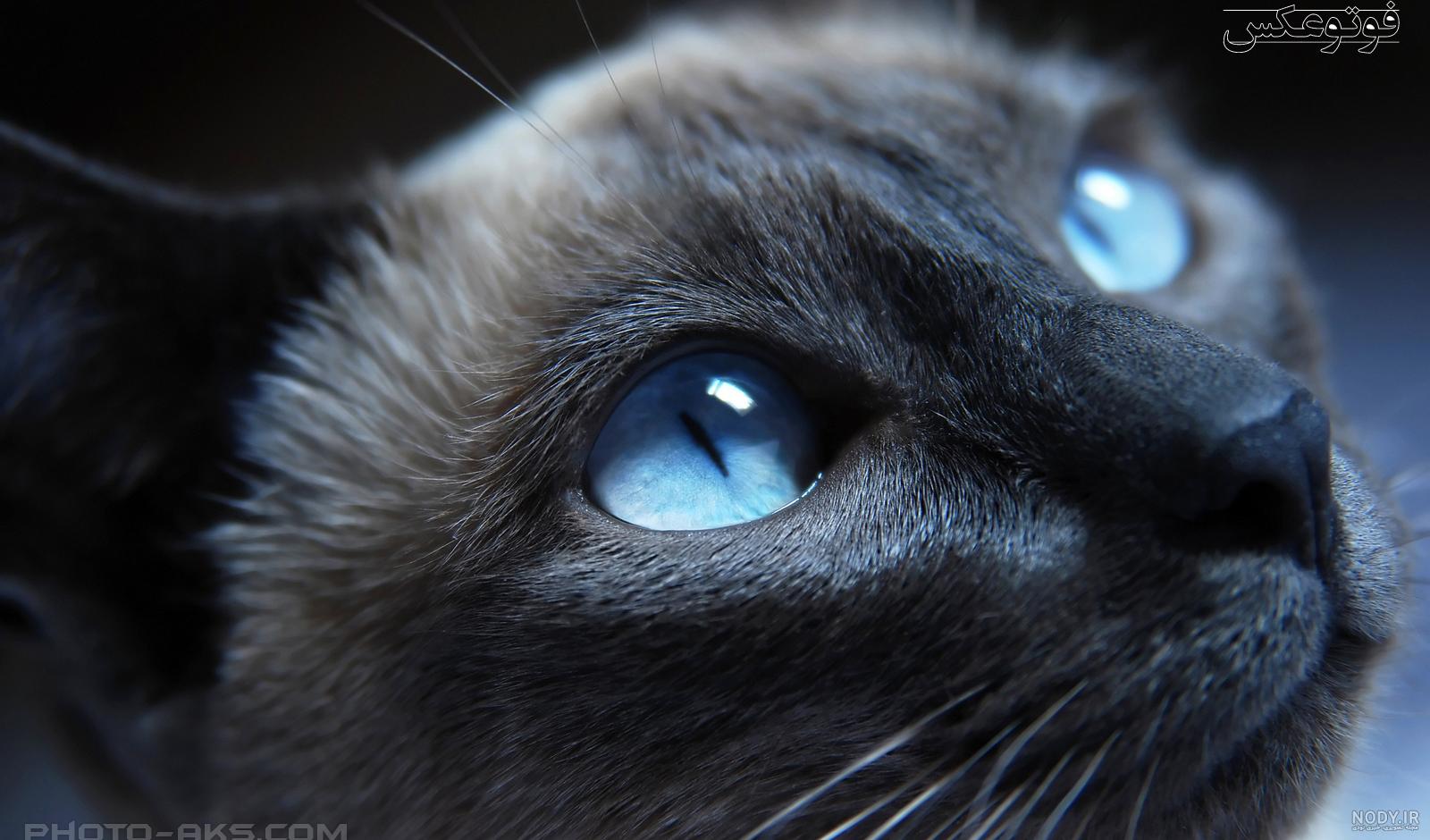  عکس گربه پرشین چشم آبی کوچولو