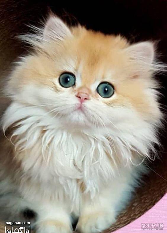  عکس گربه پرشین چشم آبی کوچولو