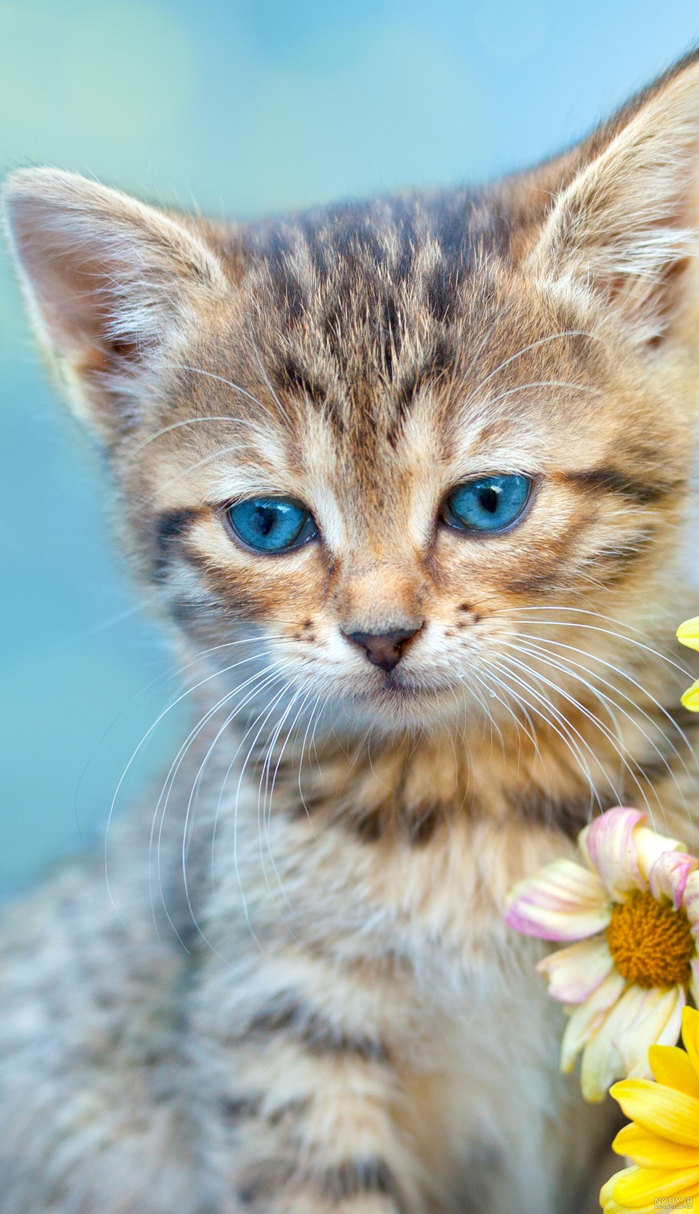  عکس گربه پرشین چشم آبی کوچولو