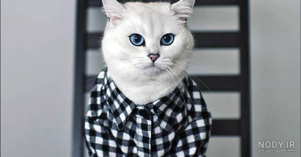  عکس گربه پرشین چشم آبی کوچولو