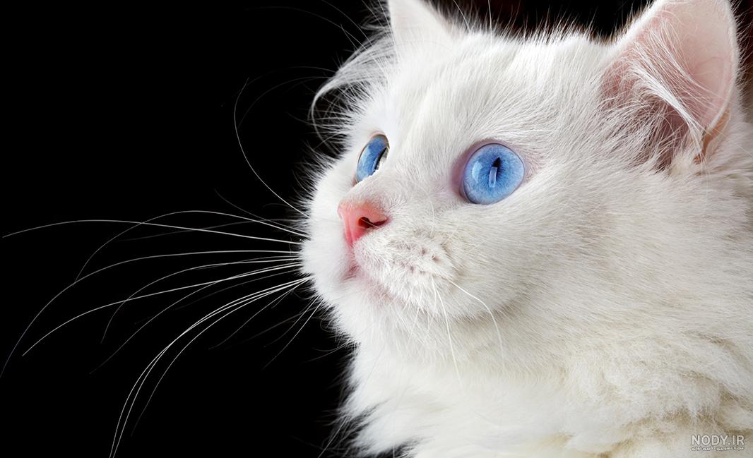  عکس گربه پرشین چشم آبی کوچولو