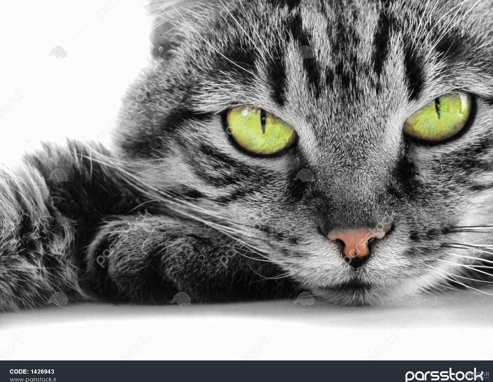  عکس گربه پرشین چشم آبی کوچولو