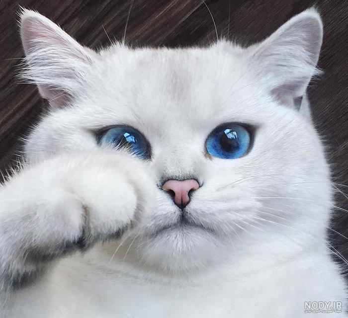  عکس گربه پرشین چشم آبی کوچولو