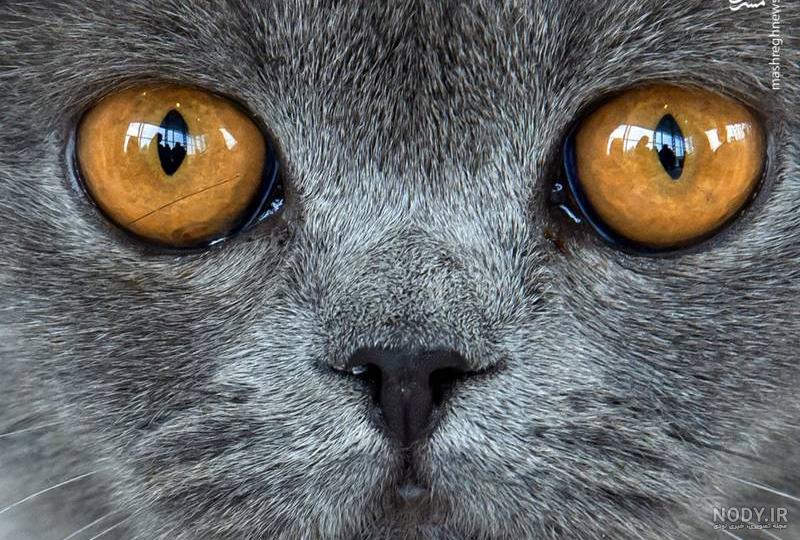  عکس گربه پرشین چشم آبی کوچولو