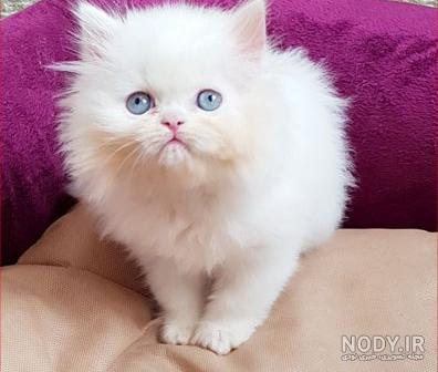 عکس گربه پرشین چشم آبی کوچولو