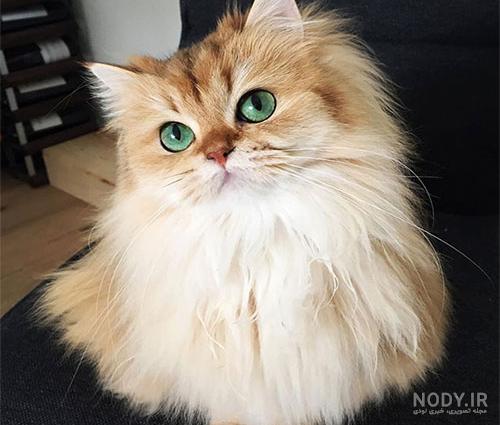  عکس گربه پرشین چشم آبی کوچولو