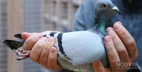 آموزش کفتر بازی آموزش کفتر بازی