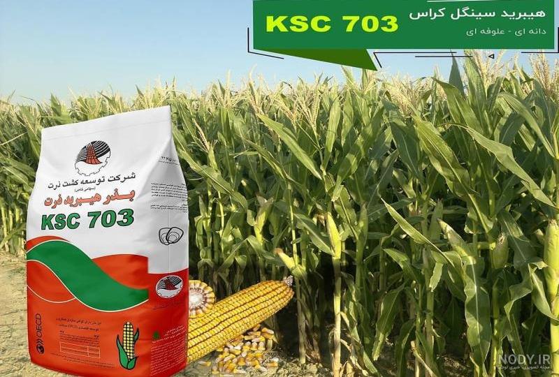 بهترین زمان کاشت ذرت بهترین زمان کاشت ذرت