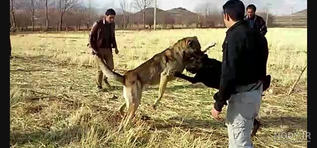 تربیت سگ سرابی برای جنگ تربیت سگ سرابی برای جنگ