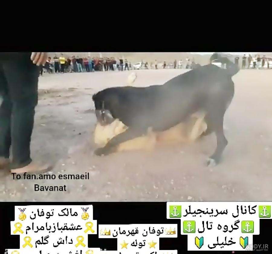 جنگ سگ جنگ سگ