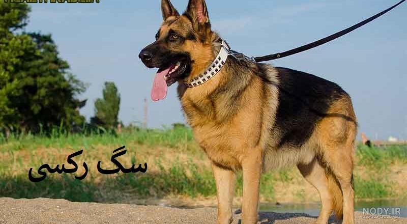 جنگ سگ سیاه جنگ سگ سیاه