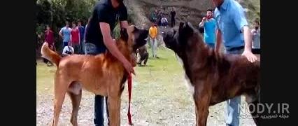 جنگ سگ سیاه ظالم جنگ سگ سیاه ظالم