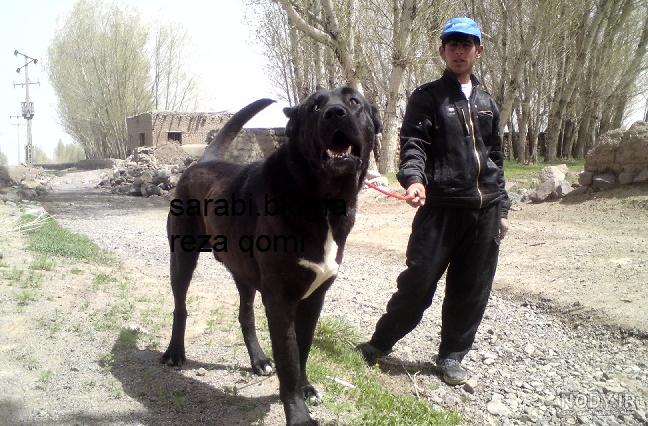 جنگ سگ ظالم با خرسی جنگ سگ ظالم با خرسی