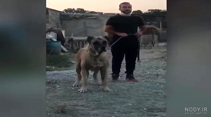 جنگ سگ عراقی با سرابی جنگ سگ عراقی با سرابی